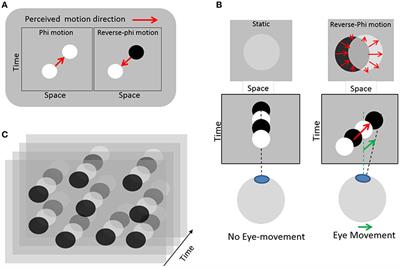 Continuous Auditory Feedback of Eye Movements: An Exploratory Study toward Improving Oculomotor Control